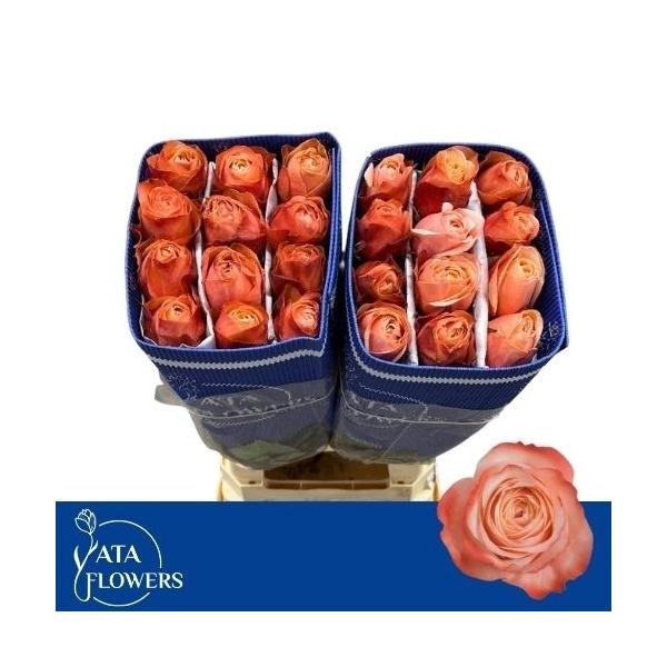 <h4>R Gr Kahala</h4>