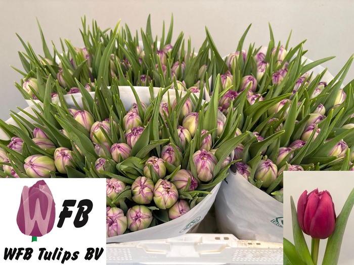 <h4>TU DU PYTHON</h4>