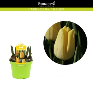 Tulipa overig