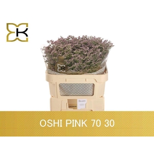 LIMONIUM SAFORA OSHI PINK LIM SAF O