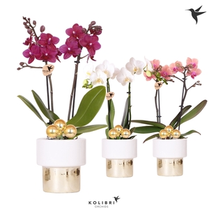 Kolibri Orchids Phalaenopsis mix 2 spike in Lush pot Xmas