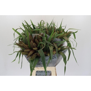 Setaria Italica Red Jewel