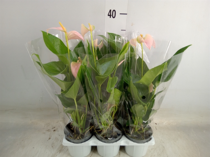 <h4>Anthurium andr. 'Joli Peach'</h4>