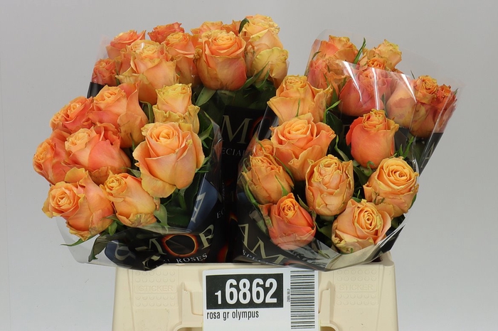 <h4>Rosa Gr Olympus</h4>
