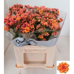 KAL FLAMIN OR MEADOW