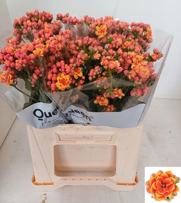 <h4>KAL FLAMIN OR MEADOW</h4>