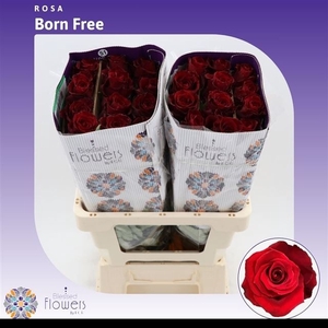 R GR BORN FREE