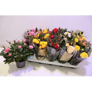 Ro Kordan Grande Gem