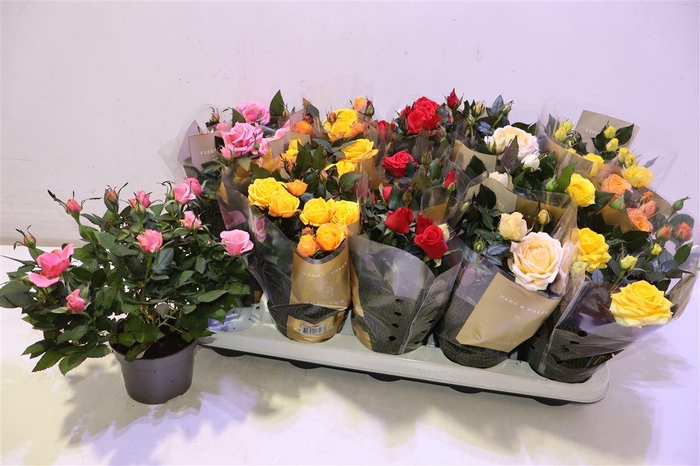 <h4>Ro Kordan Grande Gem</h4>