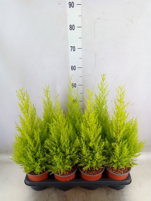 <h4>Cupressus macro. 'Goldcrest Wilma'</h4>
