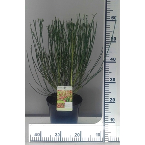 Cytisus Maria burkwood