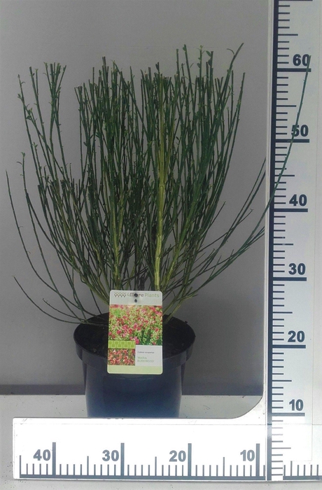 <h4>Cytisus Maria burkwood</h4>