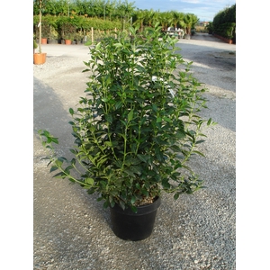 Viburnum overig