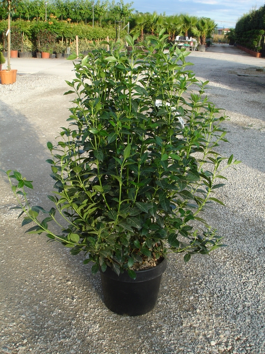 <h4>Viburnum overig</h4>