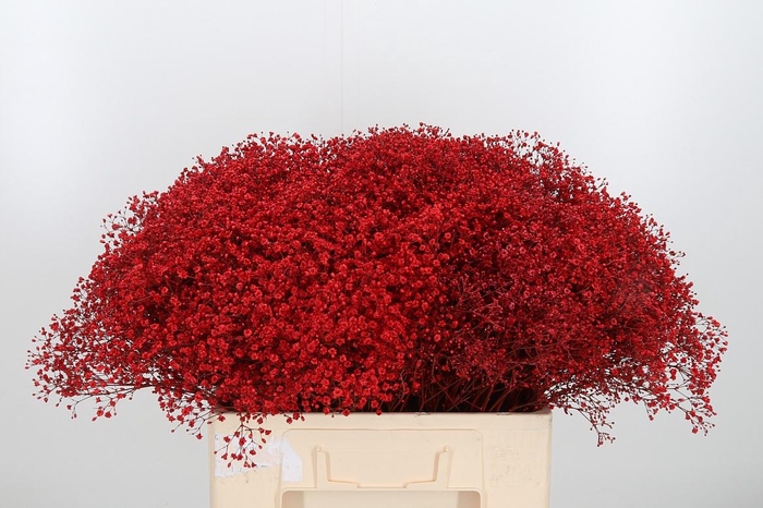 <h4>Gyps Kl Bh Rood</h4>