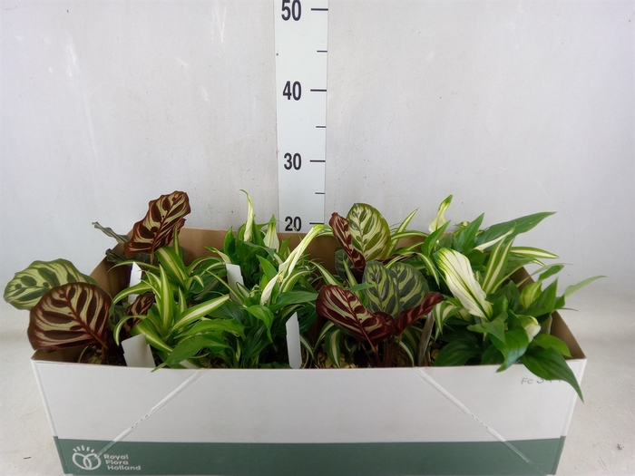 <h4>Arr.   Planten L%</h4>