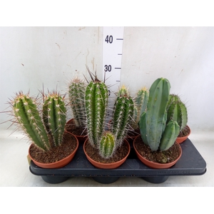 Cactus   ...