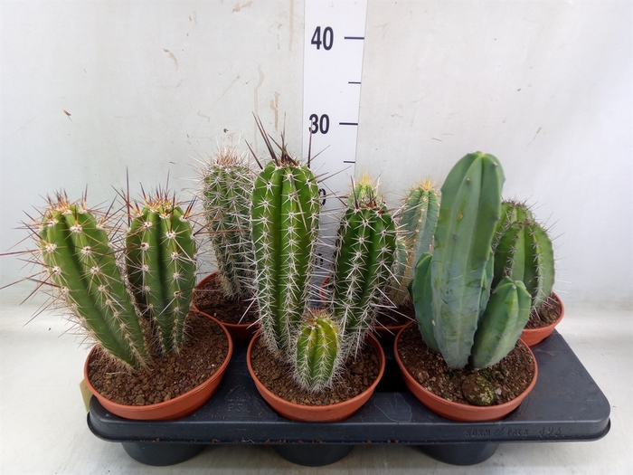<h4>Cactus   ...</h4>