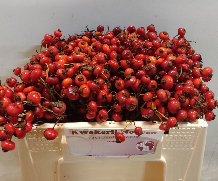 <h4>ROSA RED HOOIJDONK</h4>