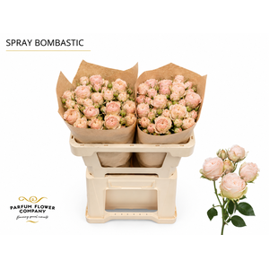 Rosa Spray Bombastic