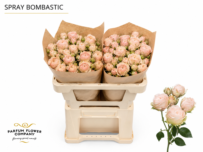<h4>Rosa Spray Bombastic</h4>