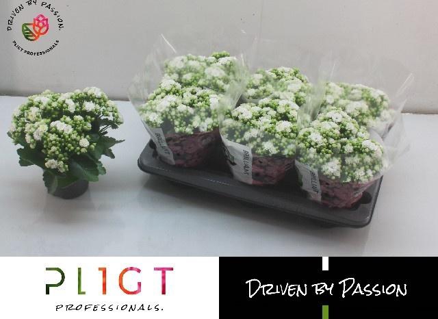 <h4>KAL GE RF GRETA</h4>