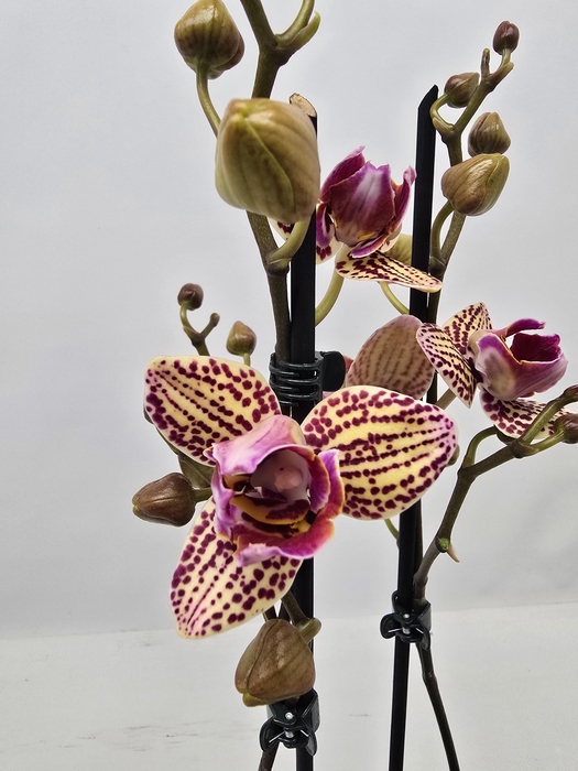 <h4>Limited 54 week 6</h4>