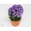 Aster Starletta Serie blue