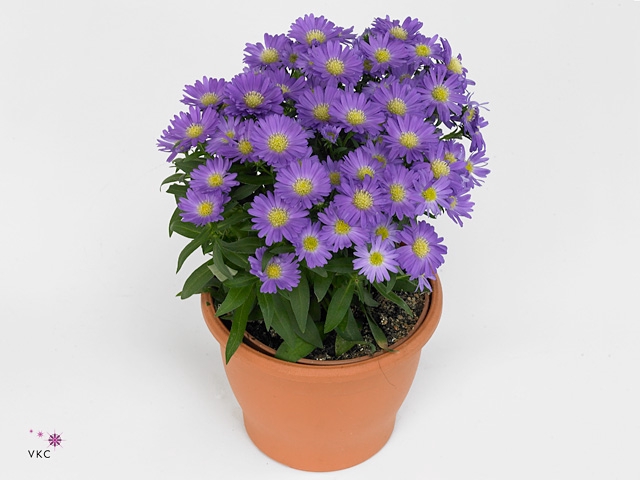 Aster Starletta Serie blue