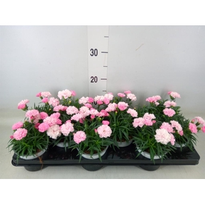 Dianthus  'I Love U'