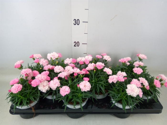 <h4>Dianthus  'I Love U'</h4>