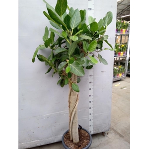 Ficus benghalensis 'Audrey'