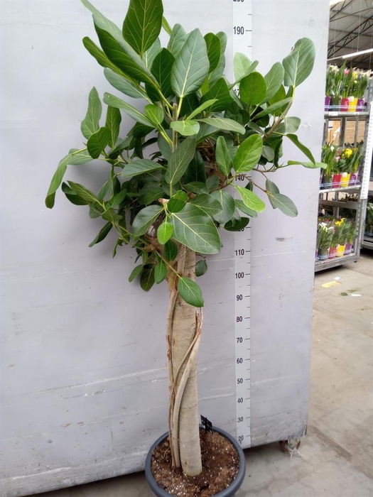 <h4>Ficus benghalensis 'Audrey'</h4>