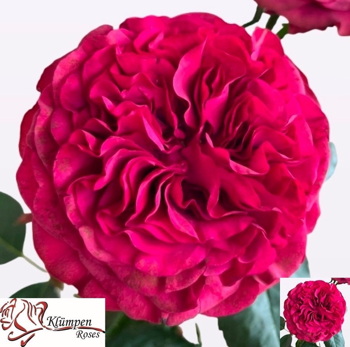 <h4>R GR CHERRY VELVET</h4>