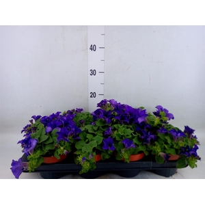 Petunia  'Famous Blue'