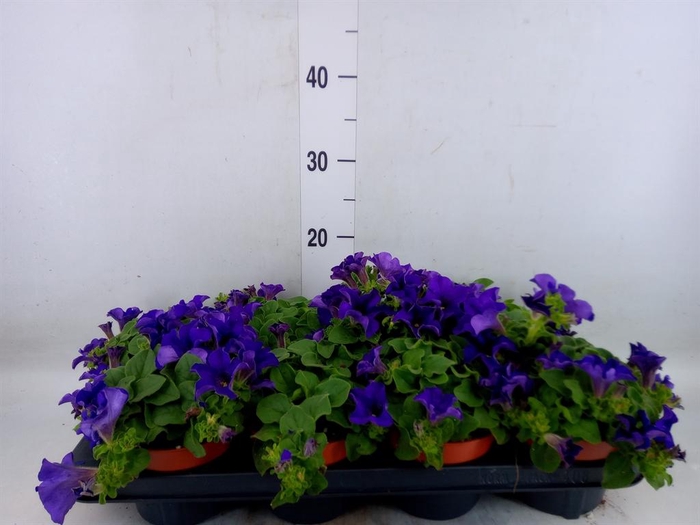 <h4>Petunia  'Famous Blue'</h4>