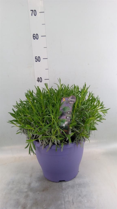 <h4>Lavandula interm.</h4>