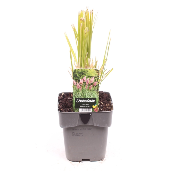 <h4>Cortaderia sell. 'Pink Feather'</h4>