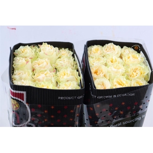 R Gr Cream Car Diem+