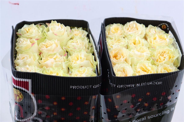 <h4>R Gr Cream Car Diem+</h4>