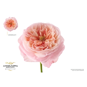 Rosa Garden Annesley