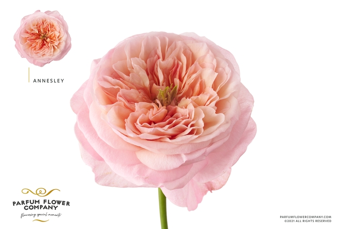 <h4>Rosa Garden Annesley</h4>