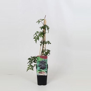 Rubus Thornless Evergreen