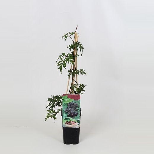 <h4>Rubus Thornless Evergreen</h4>