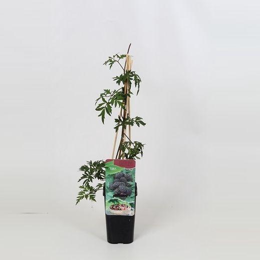 <h4>Rubus Thornless Evergreen</h4>