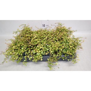 Muehlenbeckia com. 'Golden Girl'