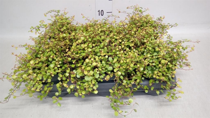 <h4>Muehlenbeckia com. 'Golden Girl'</h4>