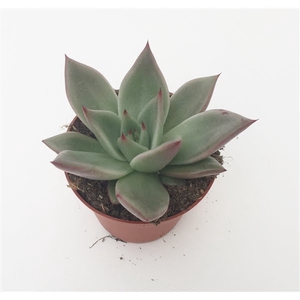 Echeveria Sirius