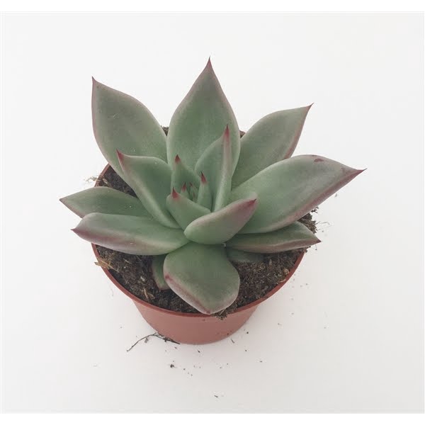 <h4>Echeveria Sirius</h4>