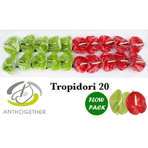 Anthurium Tropidori